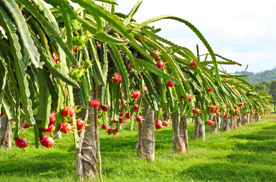 Dragon fruit farming