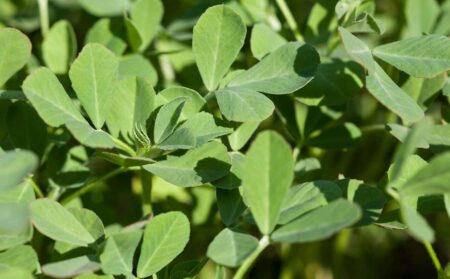 Fenugreek cultivation