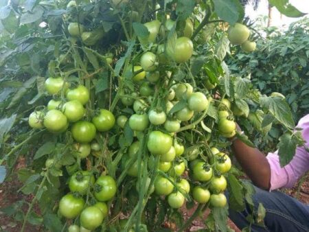 Tomato Cultivation When and how to grow tomatoes! Learn all the important things related to it