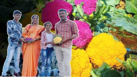 cauliflower Cultivation nashik farmer