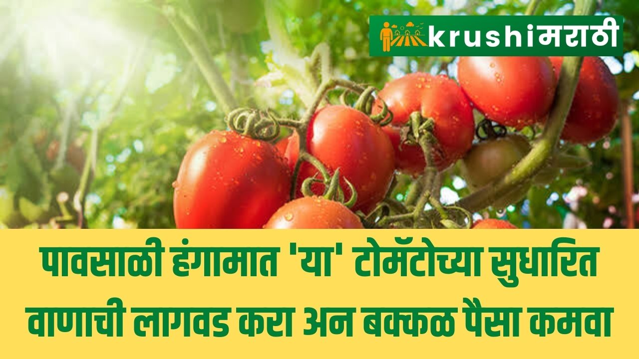 tomato variety Plant this improved varieties of 'tomatoes in the rainy season and earn a lot of
