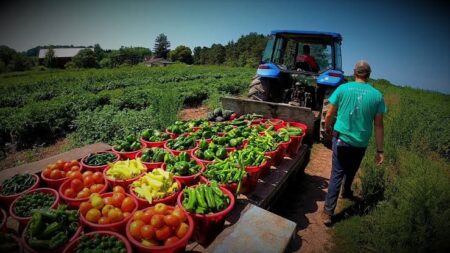 vegetable farming