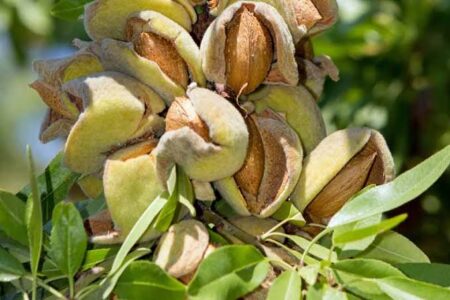 almond farming