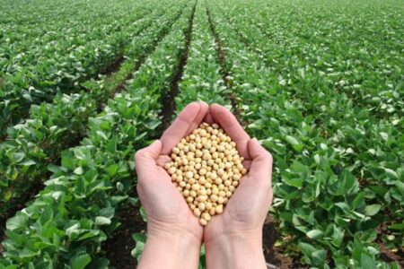 soybean farming tips