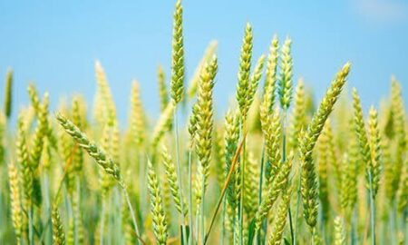 wheat farming