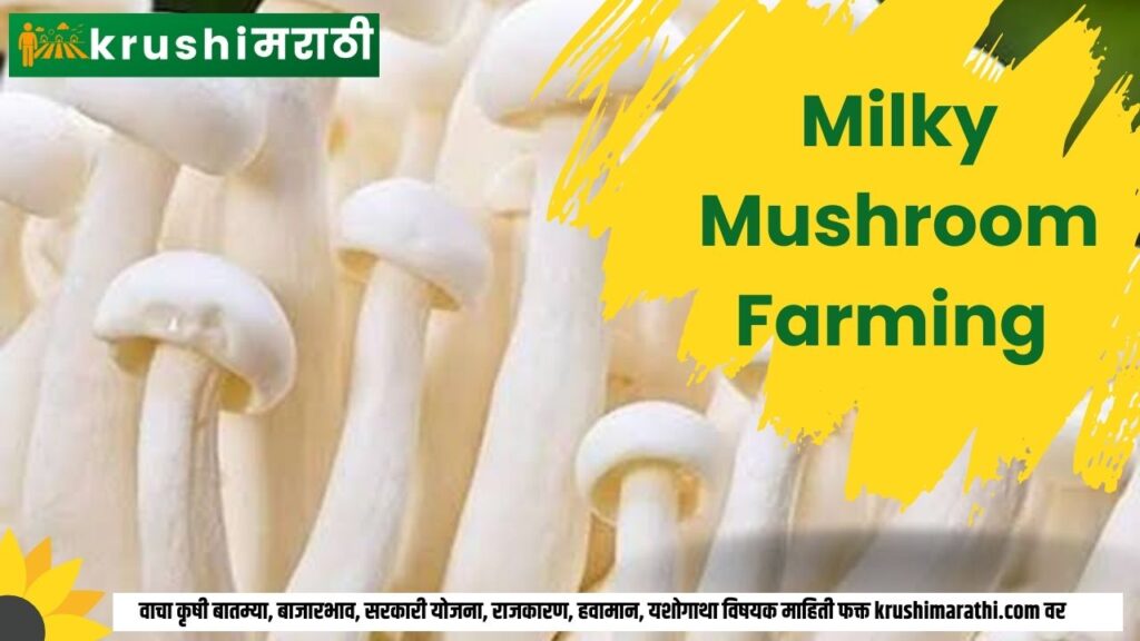 milky mushroom farming