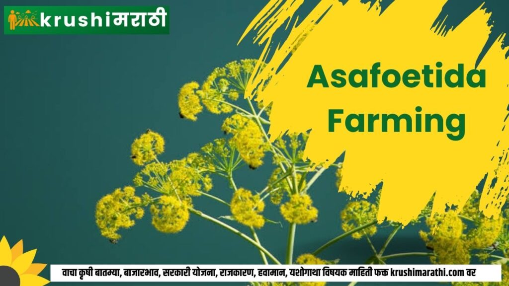 asafoetida farming