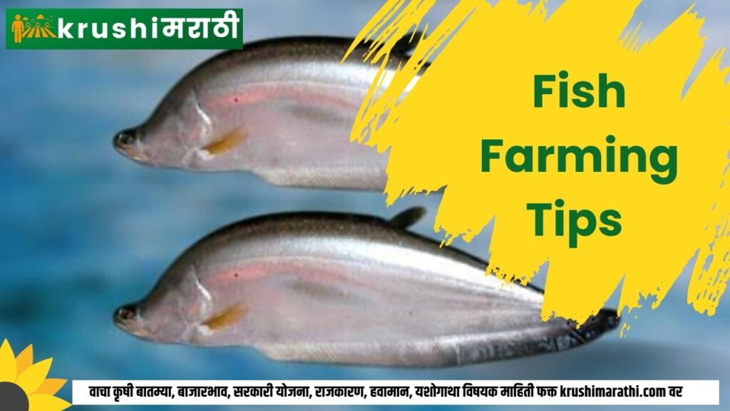 fish farming tips