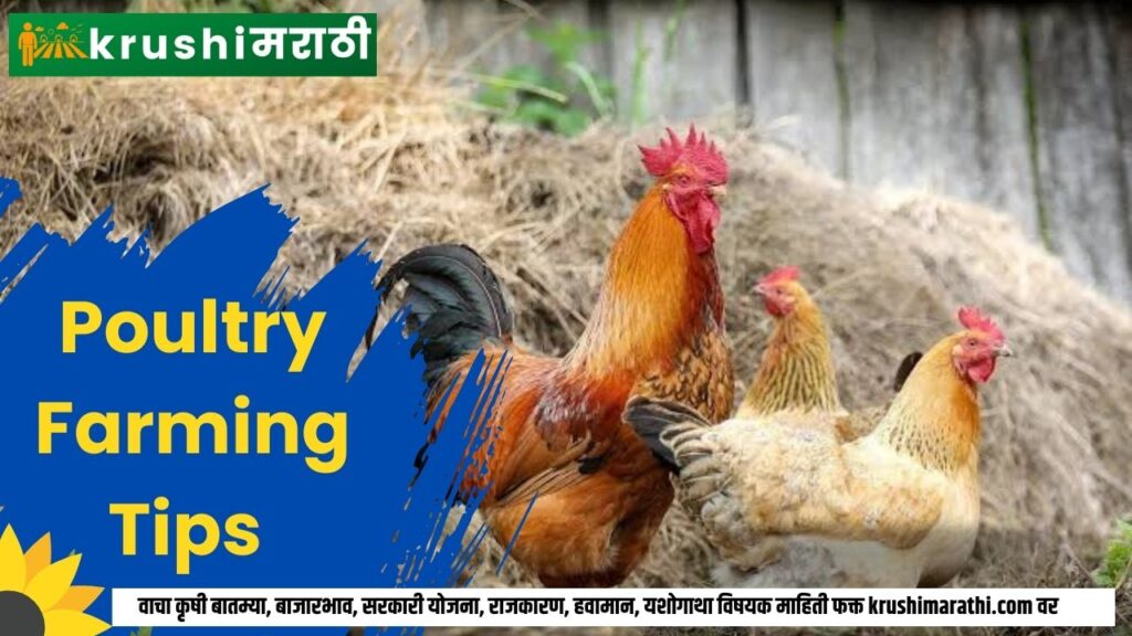 poultry farming tips