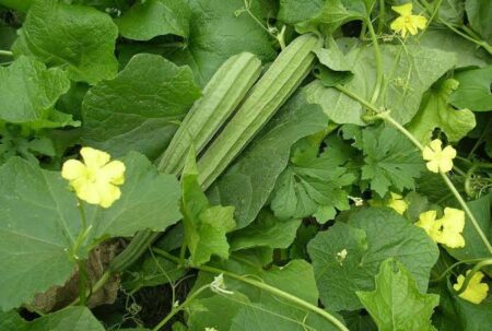 vegetable farming