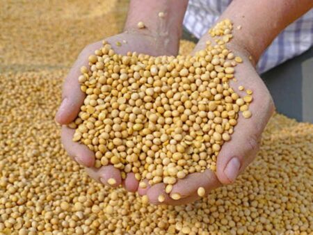 soybean bazar bhav