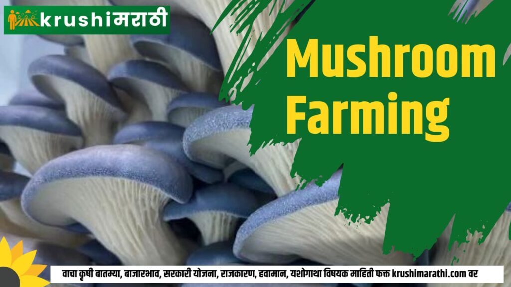 mushroom farming