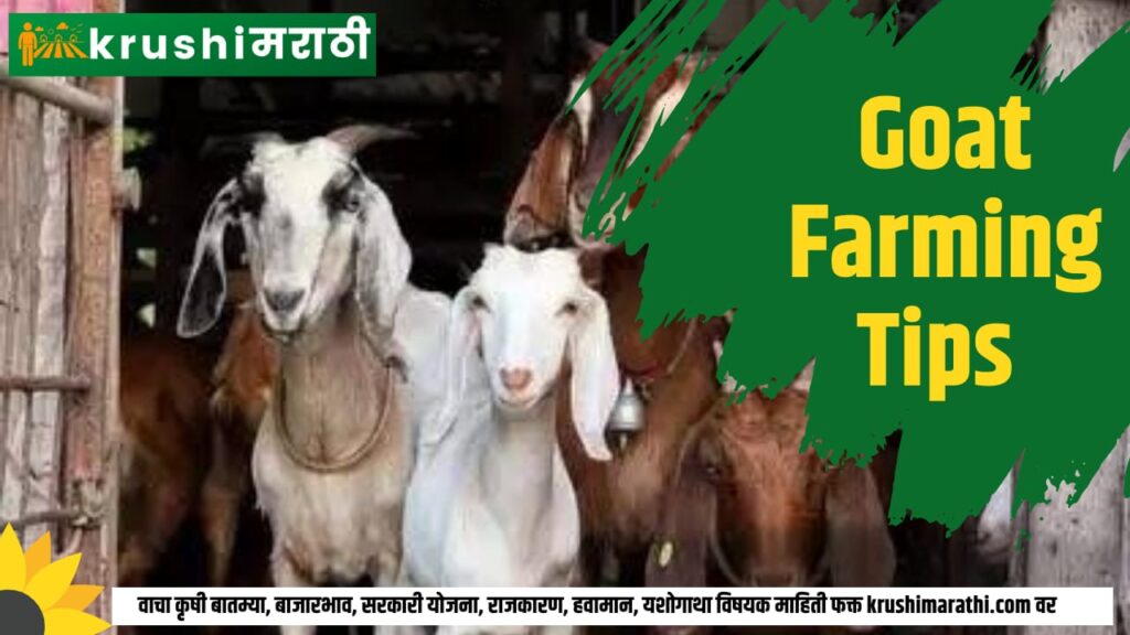 goat farming tips