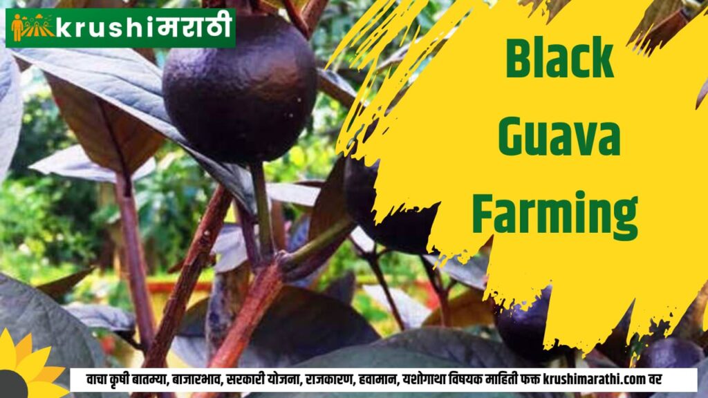 black guava farming