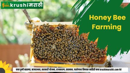 honey bee farming