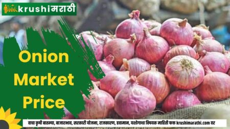 onion market price