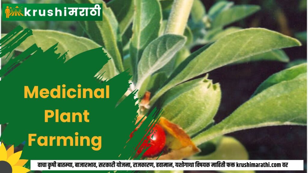 medicinal plant farming