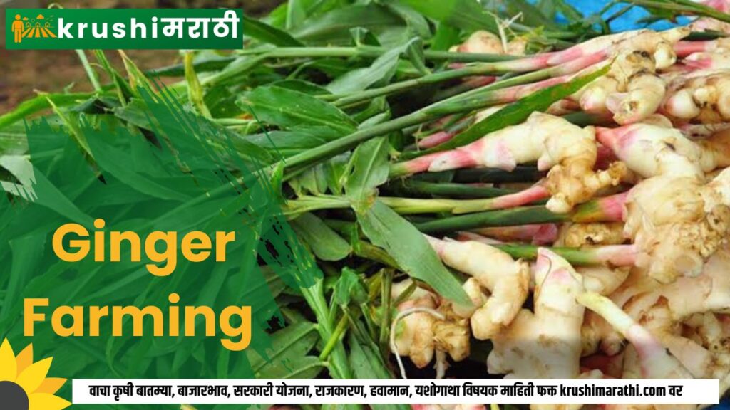 ginger farming