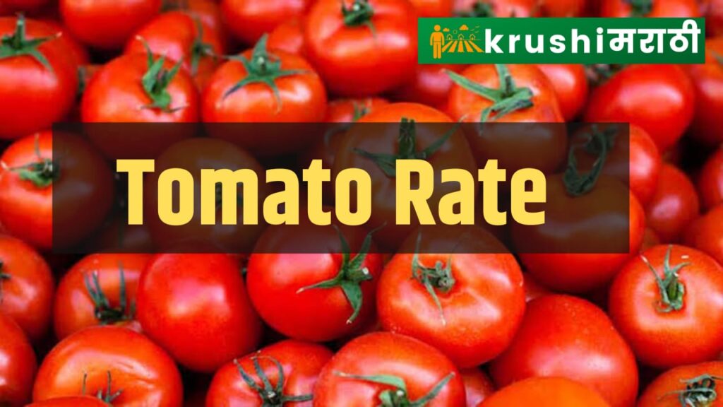 tomato rate