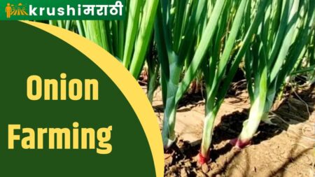 onion farming