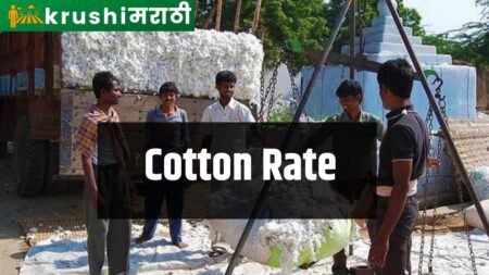 Cotton Rate Will Hike