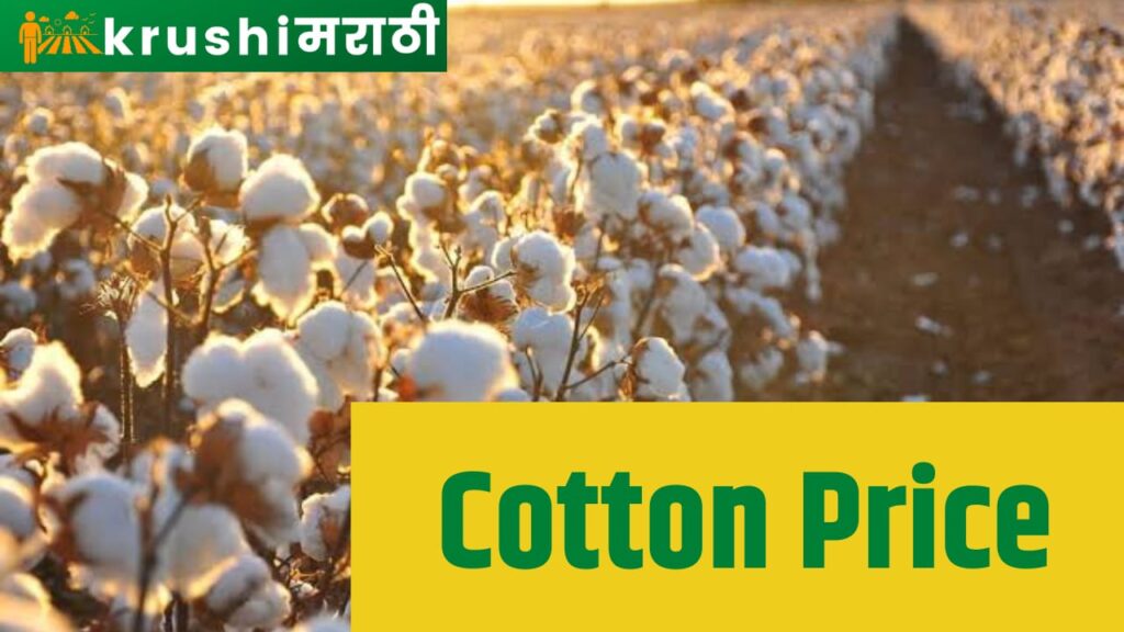 Cotton price