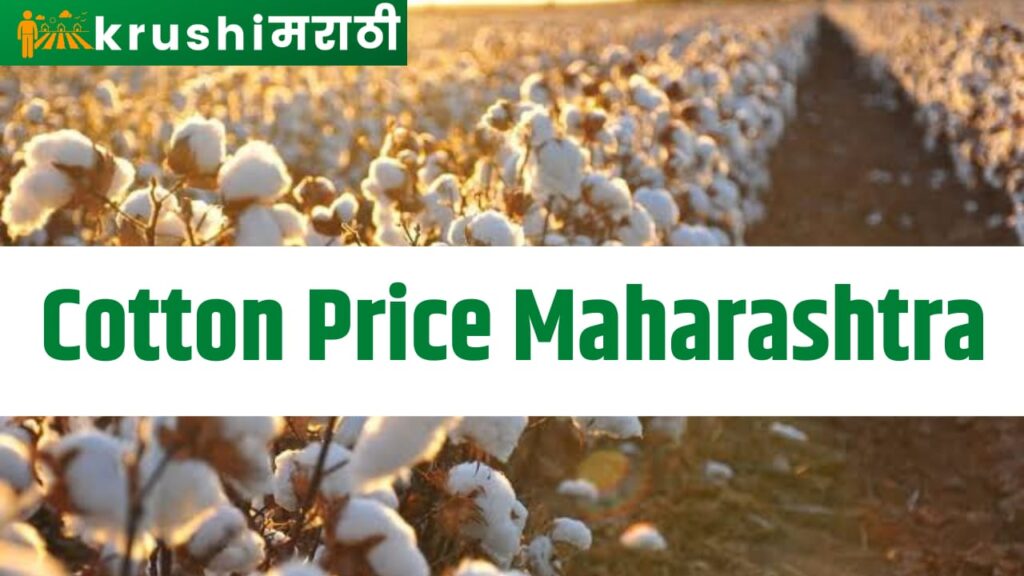 cotton price maharashtra