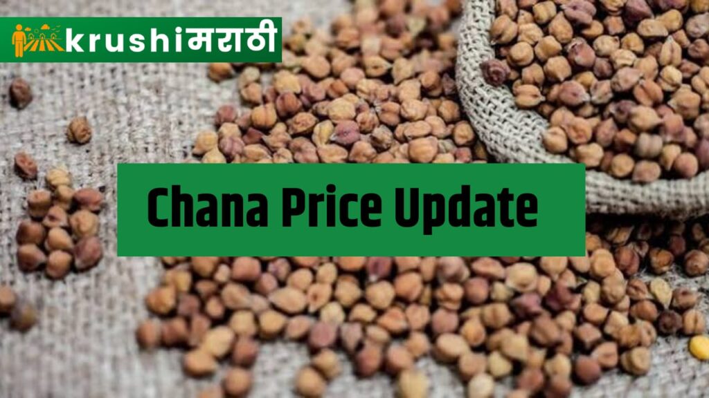 chana price update