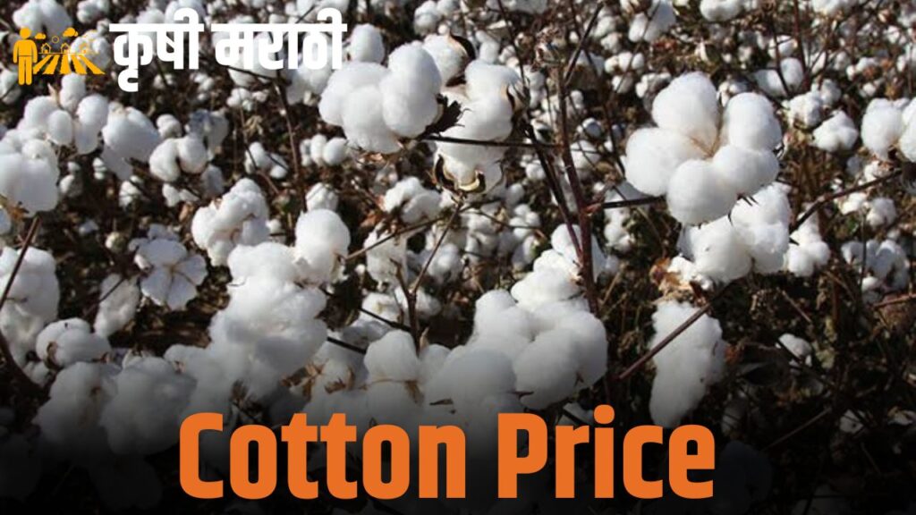 cotton market