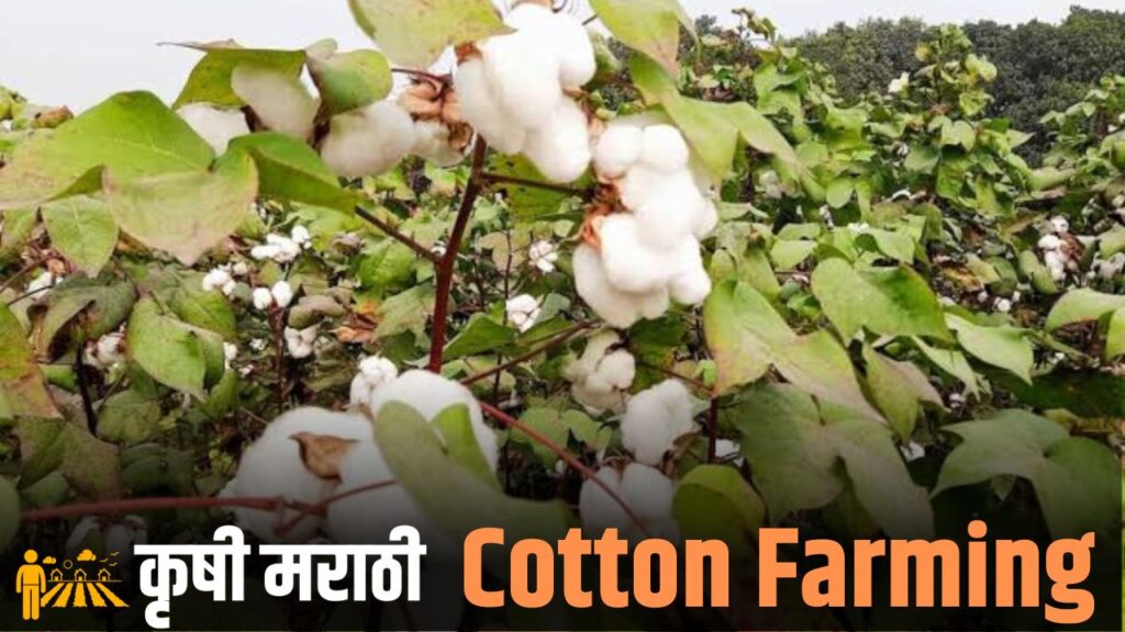 cotton farming