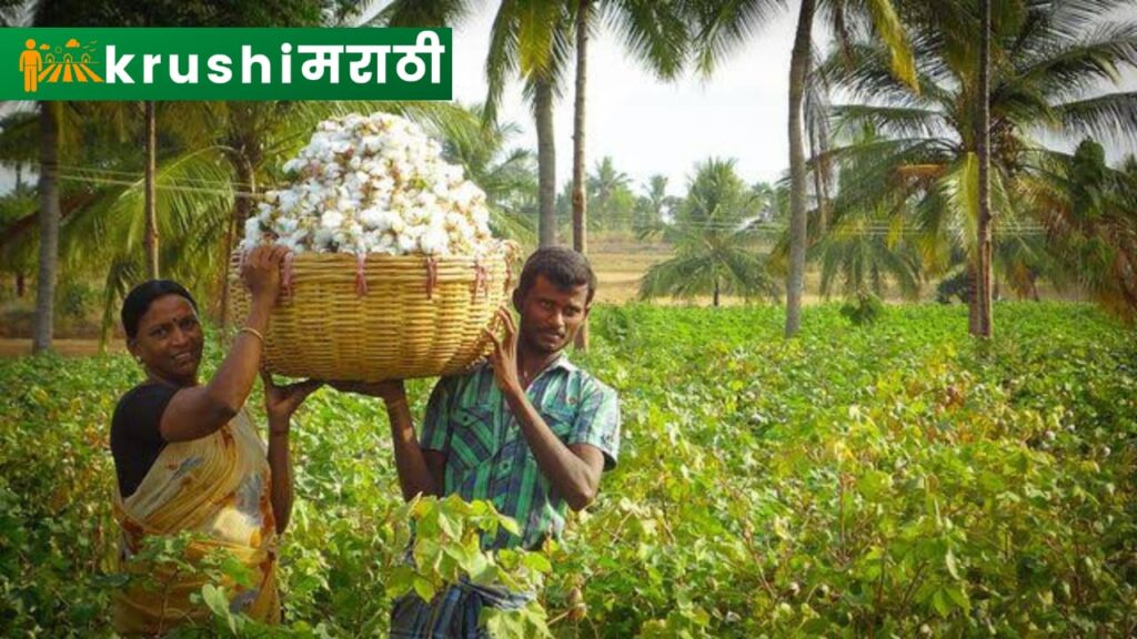 Cotton Grower Farmer