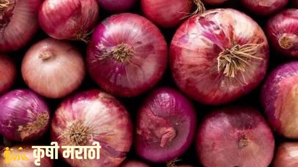 onion price