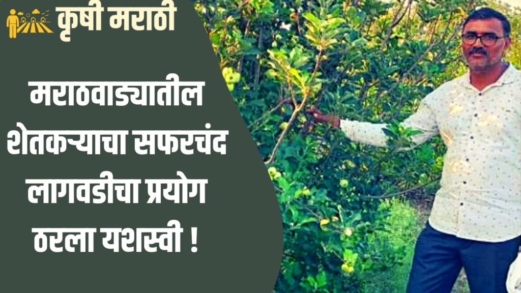 Apple Farming In Marathwada