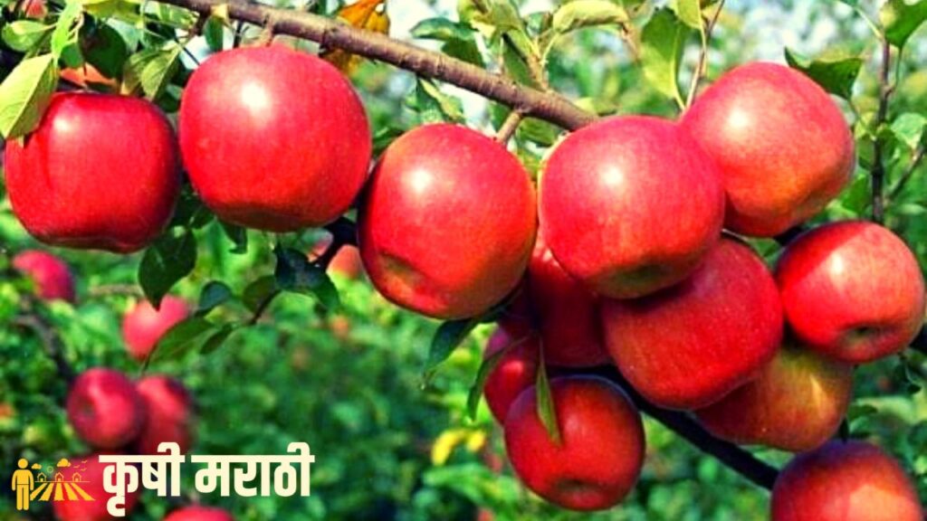 Apple Farming In Maharashtra