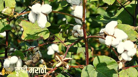 Cotton Farming In Maharashtra