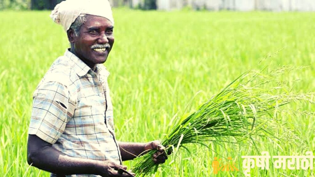 Mulching Paper Subsidy For Farmer