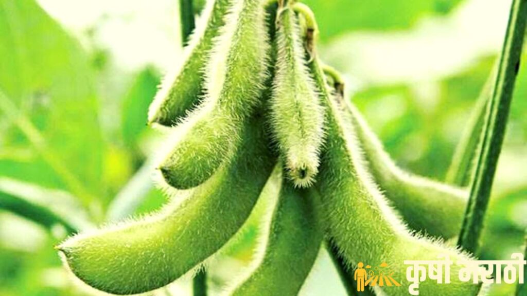 Kharif Season Soybean Farming