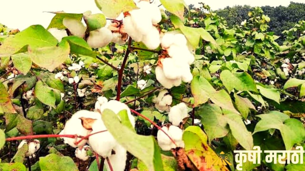 Cotton Farming