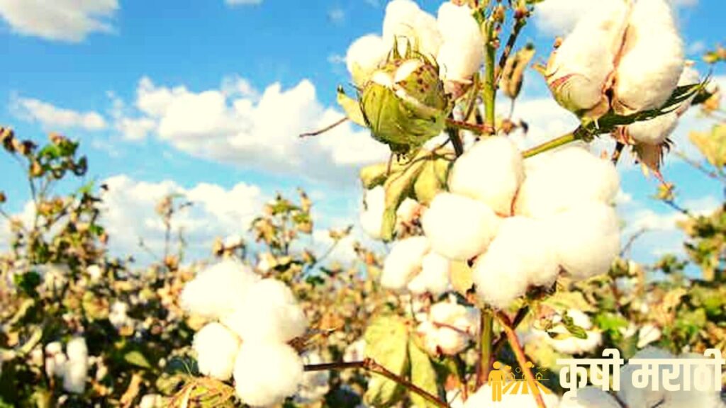 Cotton Farming