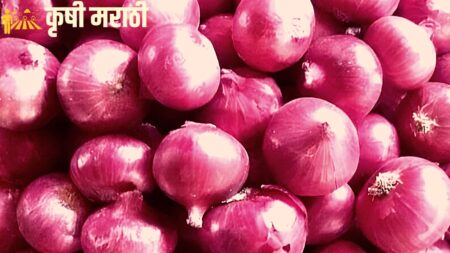 Onion Nafed Procurement