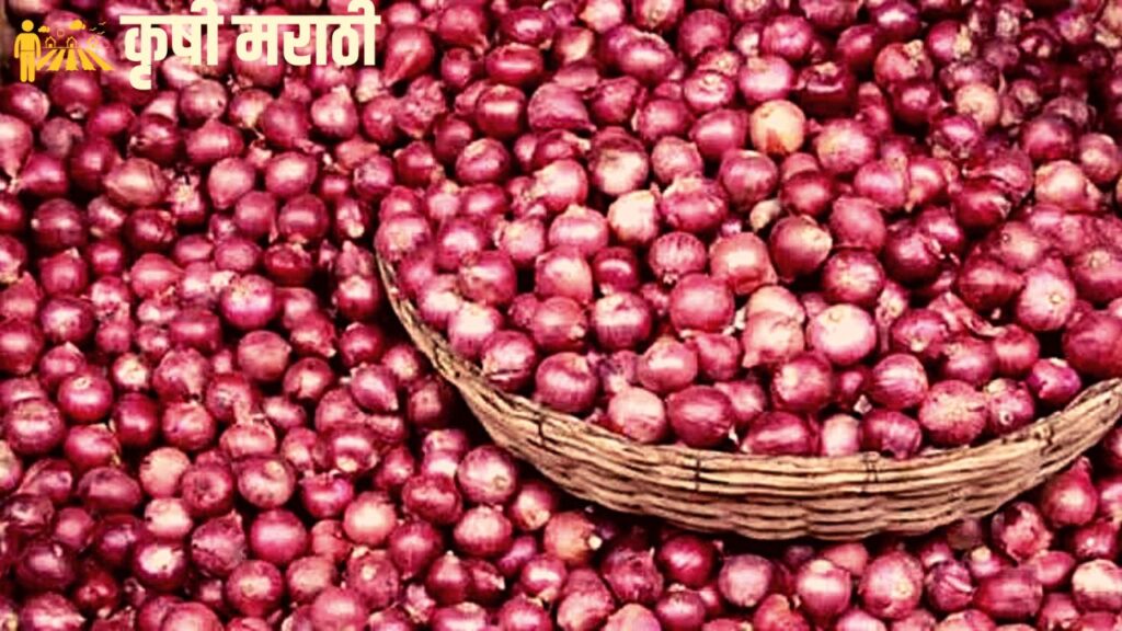 Onion Price Maharashtra