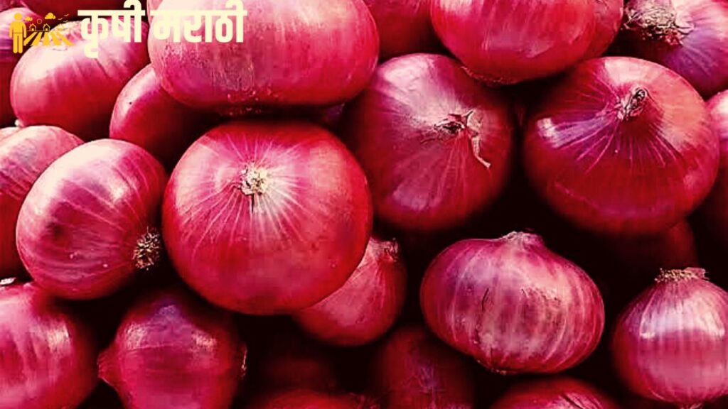 Onion Price Maharashtra