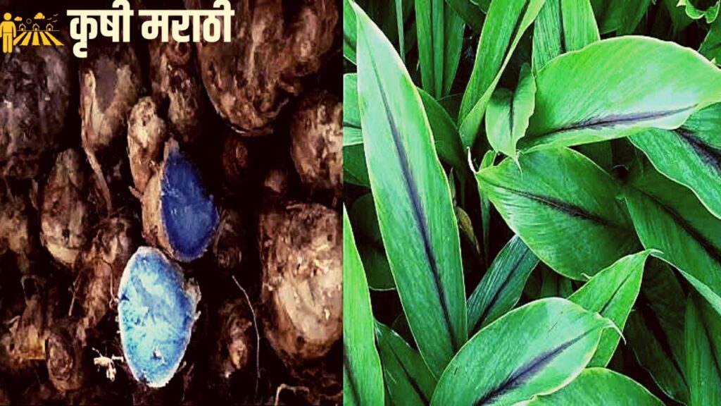 Black Turmeric Farming