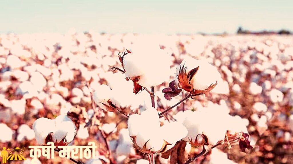 Cotton Price