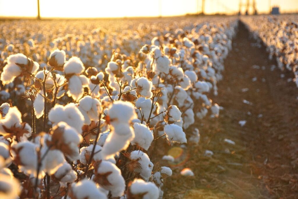 Cotton Rates