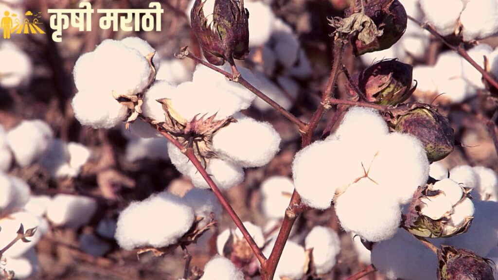 Cotton Variety