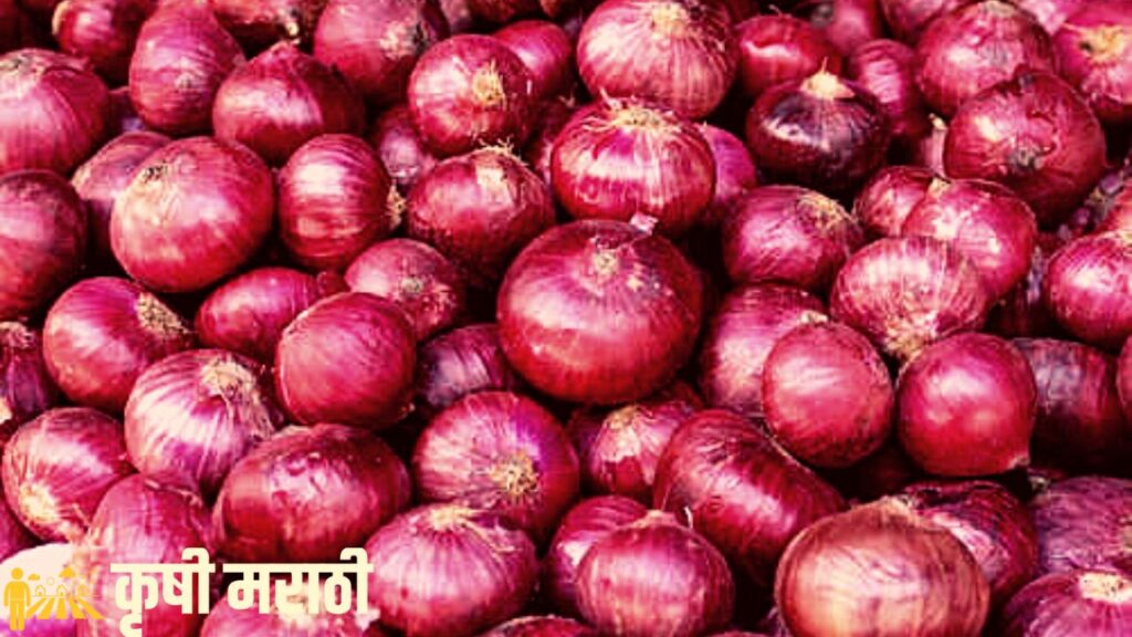 Onion Price