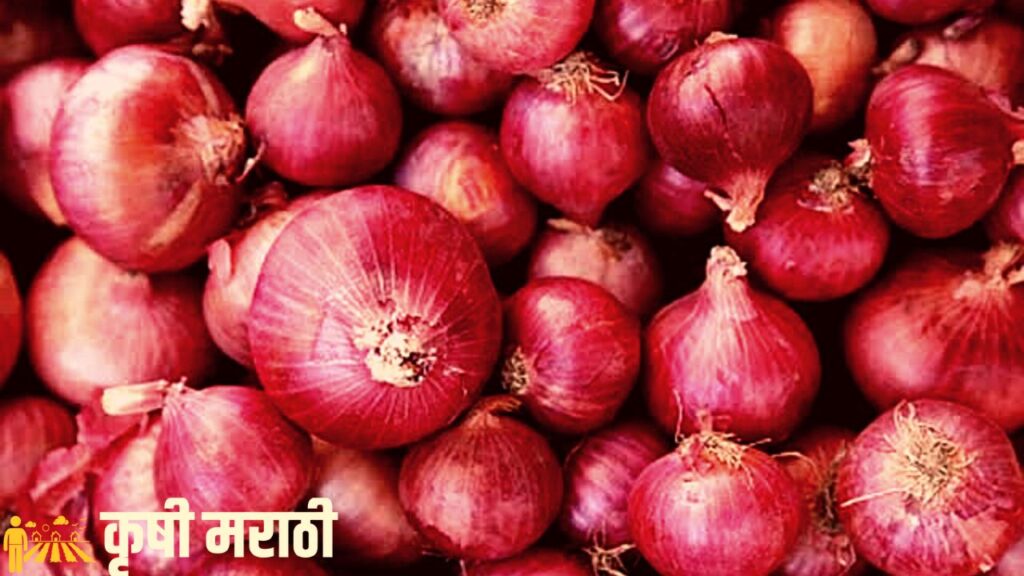 Onion Price