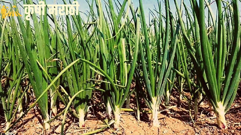 Onion Variety