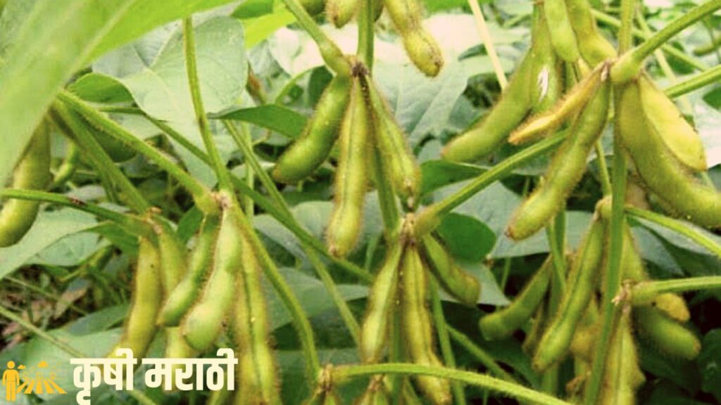 Soybean Farming